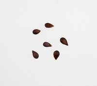 Frørups æblekerner